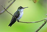 White-bellied Emerald